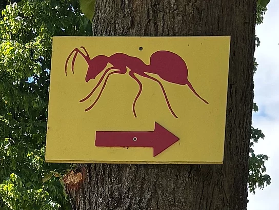 An einem Baum hängt ein gelbes Schild mit einer aufgemalten roten Ameise und einem Pfeil nach rechts.