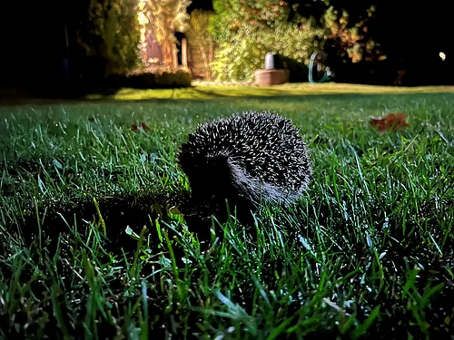 Es ist dunkel, im Hintergrund brennt Licht. Im Vordergrund läuft ein Igel über eine Wiese.