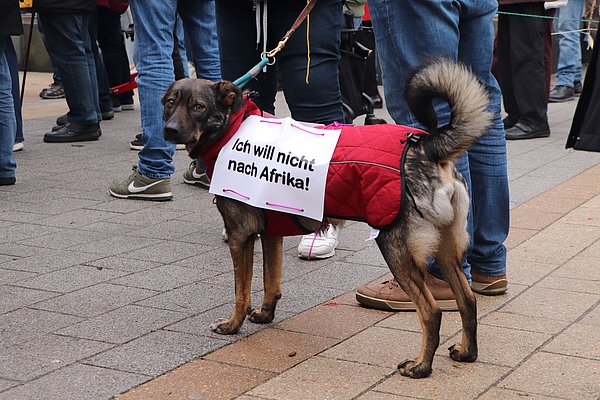 Ein Hund trägt ein Plakat mit der Aufschrift "Ich will nicht nach Afrika"