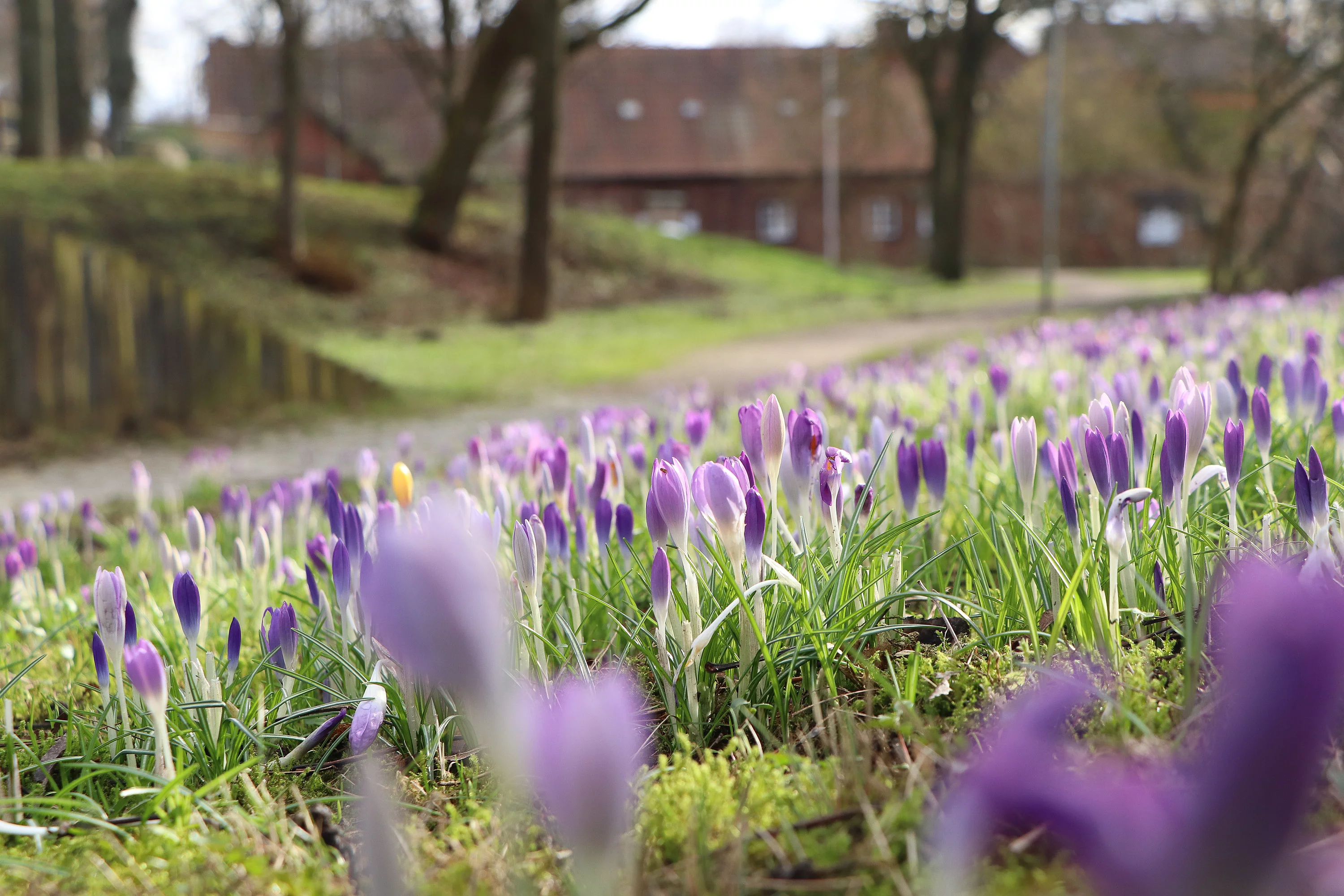 Lila Krokusse blühen vor der Kupfermühle. 