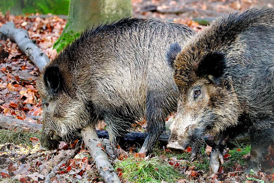 Zwei Wildschweine im Wald.