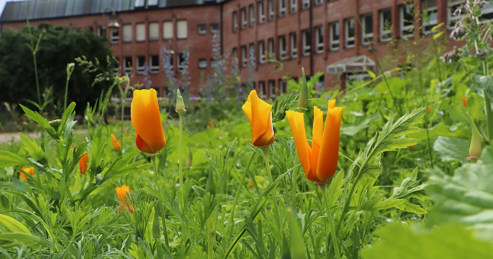 Orangene Blüten der Wildblumenwiese vor dem Rathaus auf der Seite Oher Weg
