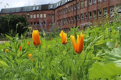 Orangene Blüten der Wildblumenwiese vor dem Rathaus auf der Seite Oher Weg
