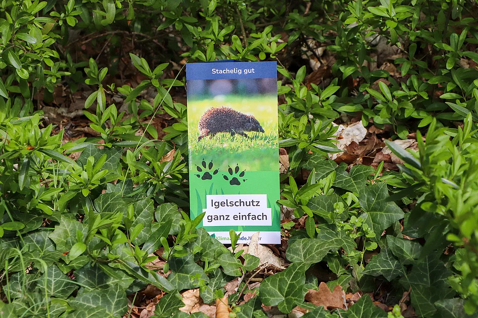In einem grünen Gebüsch steht ein Flyer, auf dem ein Igel abgebildet ist. Die Aufschrift lautet "Igelschutz ganz einfach".