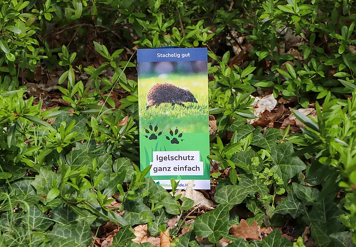 In einem grünen Gebüsch steht ein Flyer, auf dem ein Igel abgebildet ist. Die Aufschrift lautet "Igelschutz ganz einfach".