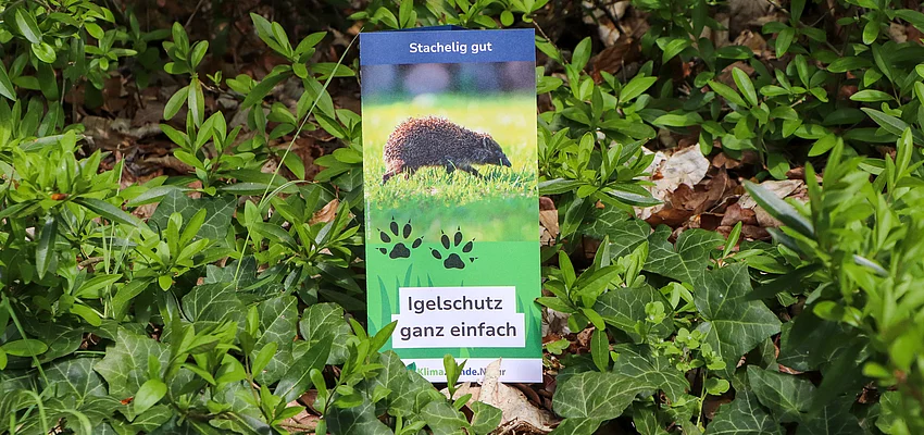 In einem grünen Gebüsch steht ein Flyer, auf dem ein Igel abgebildet ist. Die Aufschrift lautet "Igelschutz ganz einfach".