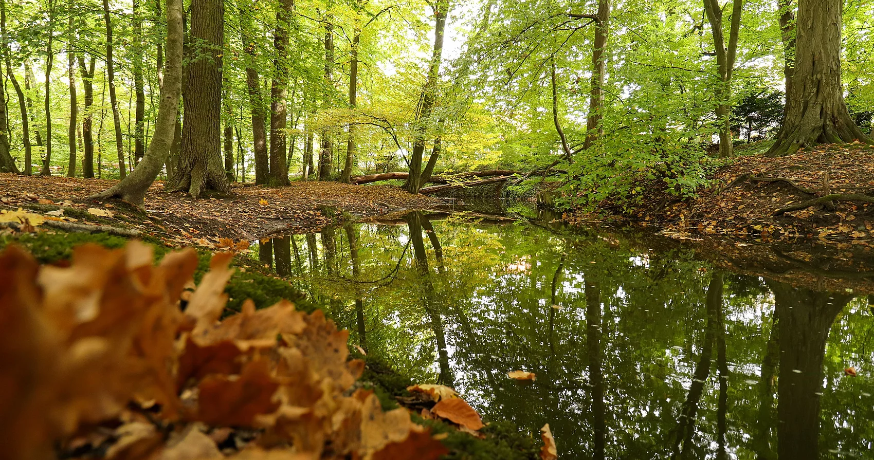 An einem Bach liegt etwas Eichenlaub, Bäume am Ufer haben grün-bräunliche Blätter.