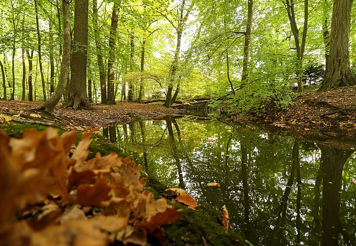 An einem Bach liegt etwas Eichenlaub, Bäume am Ufer haben grün-bräunliche Blätter.