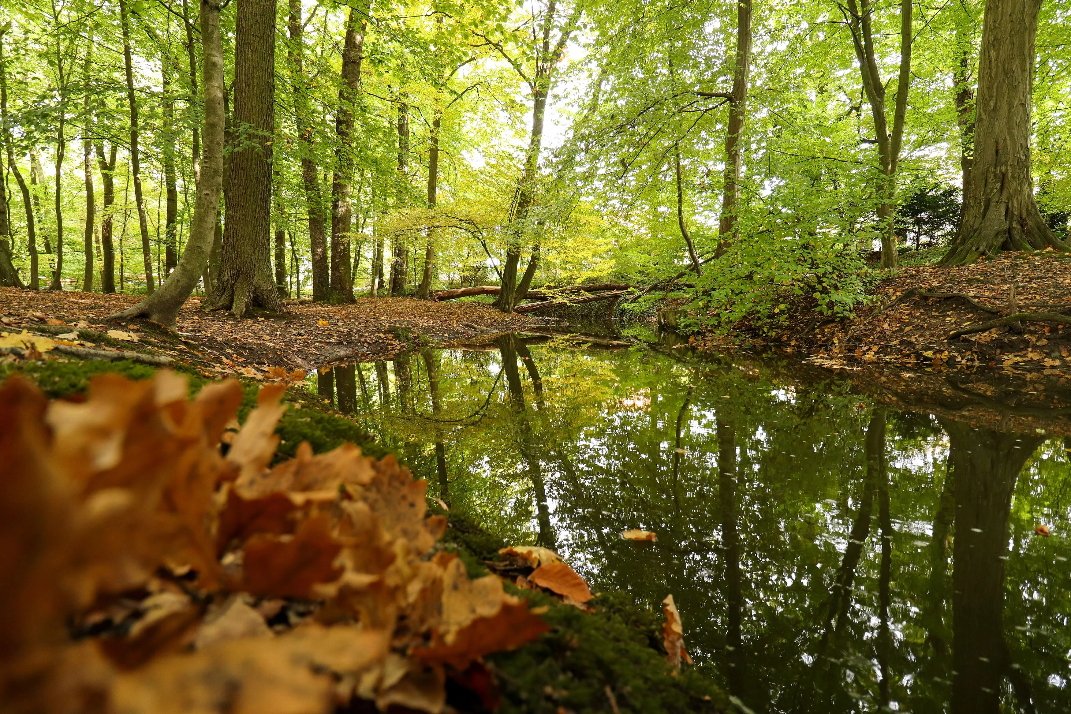 An einem Bach liegt etwas Eichenlaub, Bäume am Ufer haben grün-bräunliche Blätter.