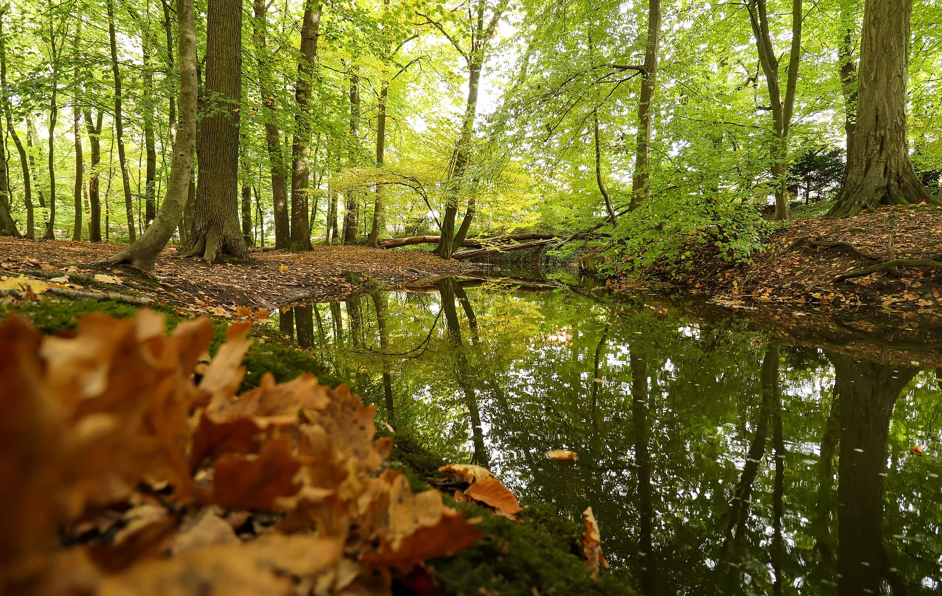 An einem Bach liegt etwas Eichenlaub, Bäume am Ufer haben grün-bräunliche Blätter.
