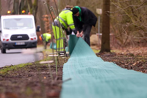 Helferinnen und Helfer bauen einen kniehohen undurchlässigen Zaun zum Schutz von Kröten auf.
