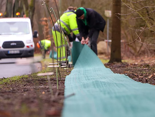 Helferinnen und Helfer bauen einen kniehohen undurchlässigen Zaun zum Schutz von Kröten auf.